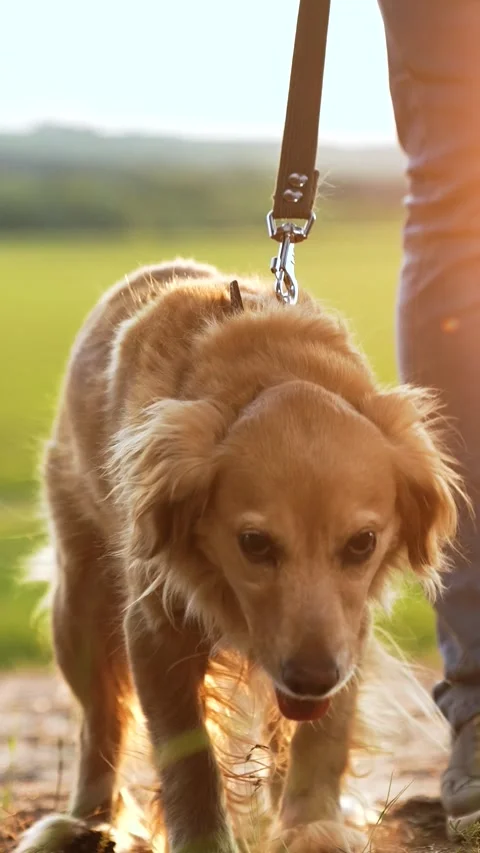 Male dog handler walks with dog sunset, pet domestic pet sunset, pet, outdoor Stock Footage 311431253