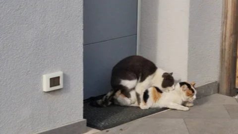 Sexual Intercourse Vidio Stock Footage ~ Royalty Free Stock Videos | Pond5