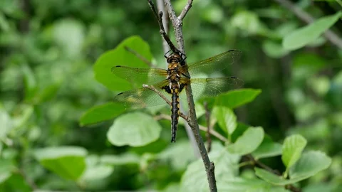 Male of a dragonfly. Stock Footage 117097435