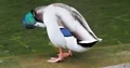 Male duck close up at water pool cleaning its feathers 4k or 4k+ Resolution