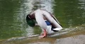 Male duck close up at water pool cleaning its feathers and swim away 4k or 4k+ Resolution