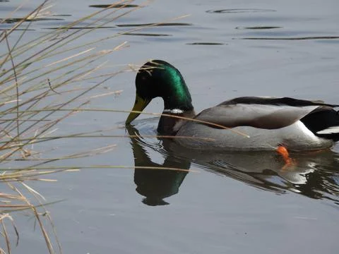Male duck with reflection Stock Photos