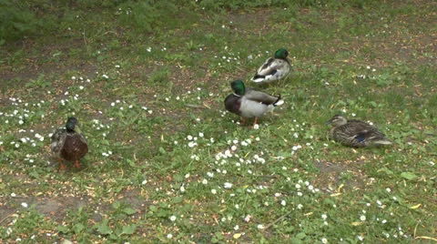 Male Ducks Competing for Female Duck Stock Footage 25378053