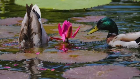 Male ducks diving Stock Footage 249911768