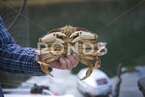 Male dungeness crab Stock Photos