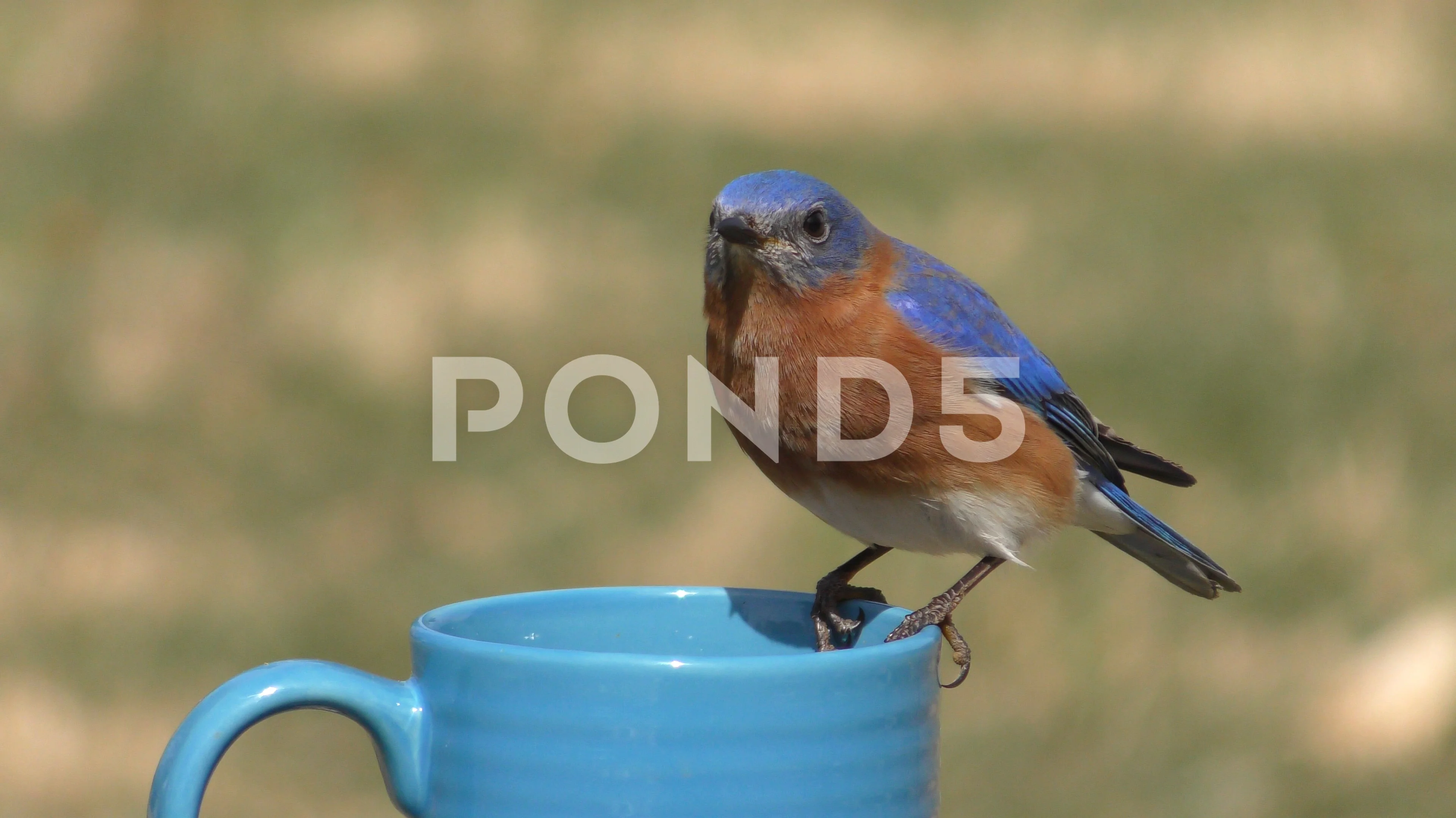 Male Eastern Bluebird On A Feeder Stock Footage 73465353