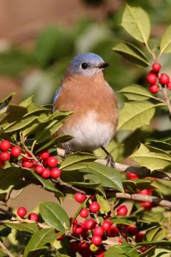 Male eastern bluebird Stock Photos