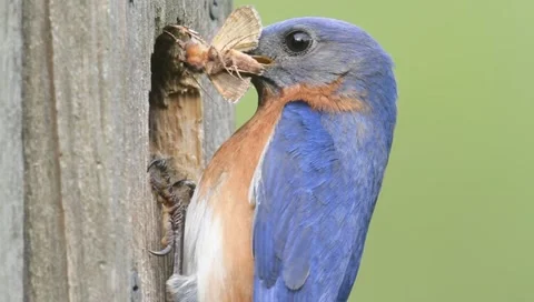 Male Eastern Bluebird (Sialia sialis) feeding his babies Stock Footage