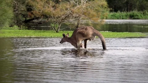 A male Eastern grey kangaroo walks across a pond. Stock Footage 306440088