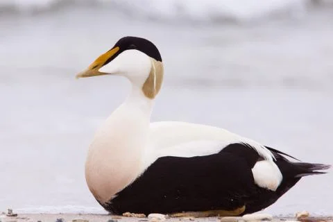 Male eider on a beach Stock Photos