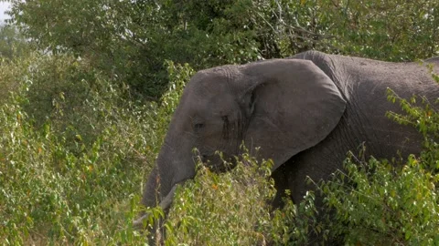 Male Elephant Eating While Surrounded By Bugs! Video stock 158720517