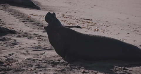 Male Elephant Seal Calling in Cold Morning Air 스톡 동영상 340385010
