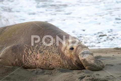 Male elephant seal laying on a beach, looking to viewers right. Water in back Stock Photos