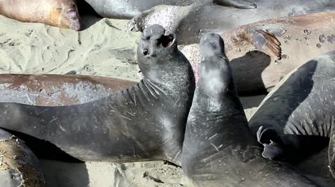 Male Elephant Seals Fight for Dominance at San Simeon, California Stock Footage