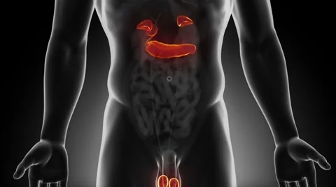 Male endocrine system in loop Stock Footage 7751938