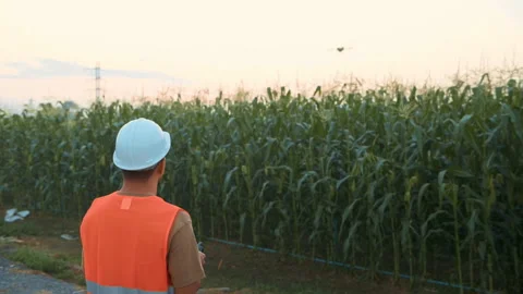 Male engineer controlling drone spraying fertilizer and pesticide over farmla Video stock 170509168