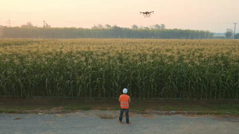 Male engineer controlling drone spraying fertilizer and pesticide over farmla Stock Footage 170509716