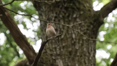 Male Eurasian Chaffinch Singing on a Tree Branch in a Spring Forest Stock Footage 342326257