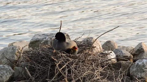 Male eurasian coot diving to feed a female and chicks Stock Footage 71433979