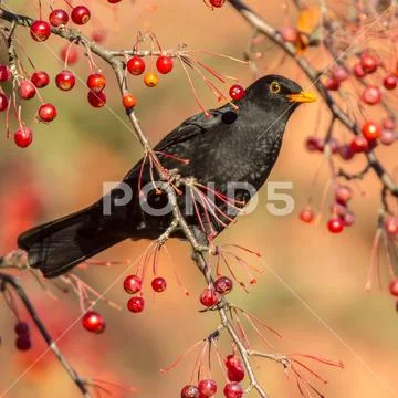 Male European Blackbird feeding on berries Stock Photos
