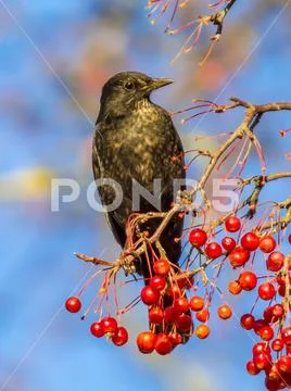Male European Blackbird feeding Stock Photos