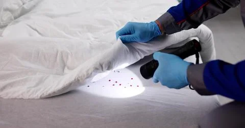 Male Exterminator With Flashlight Inspecting Infested Bed For Bugs Stock Photos