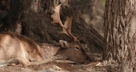 Male fallow deer lying, dozing under a tree, slow motion 120 fps Stock Footage 251728007