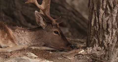 Male fallow deer lying under a coniferous tree, slow motion 120 fps Video stock 251727894