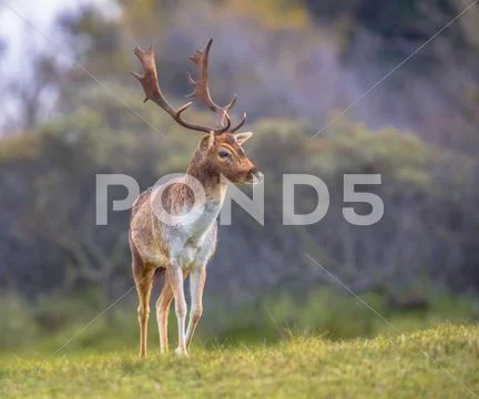 Male Fallow deer walking Stock Photos