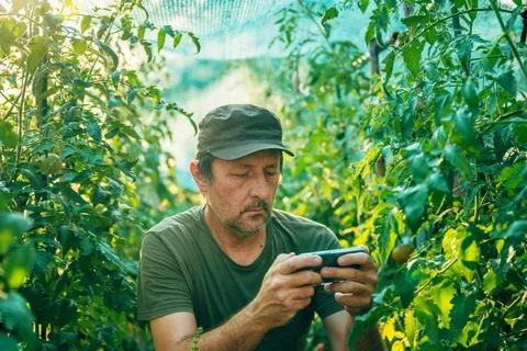 Male farmer in a cap using a smartphone to inspect tomato plants inside a s.. Stock Photos