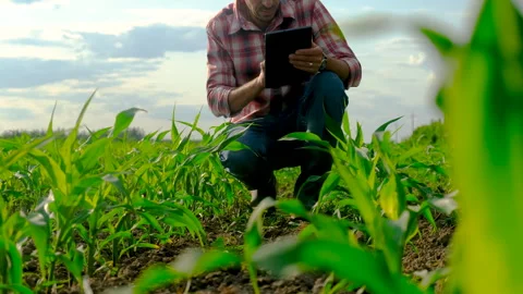 Male farmer in a corn field. Selective focus. Stock Footage 245084093