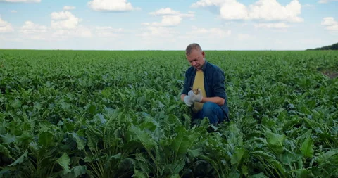 Male farmer examining sugar beetroot crop in field Stock Footage 293120116
