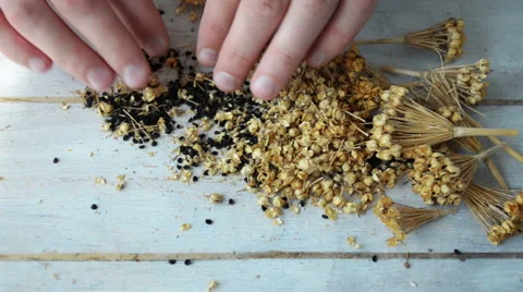 Male farmer hands sorting black onion seeds Stock Footage 63142860