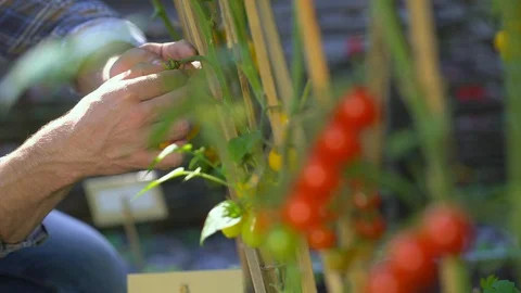 Male farmer man checking and inspecting quality of plants of organic tomatoes in Stock Footage 101300087