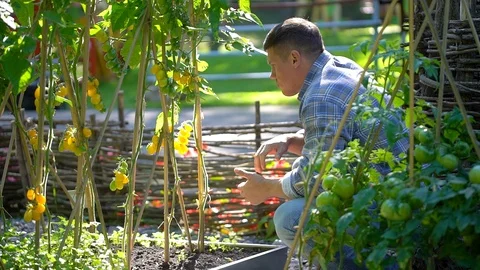Male farmer man checking and inspecting quality of plants of organic tomatoes in Stock Footage 101310185