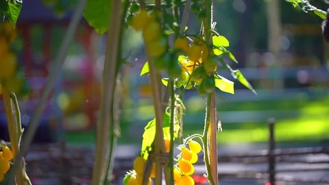 Male farmer man checking and inspecting quality of plants of organic tomatoes in Stock Footage 101310286