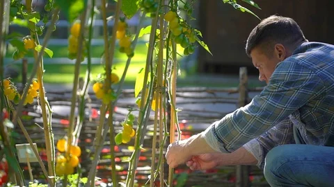 Male farmer man checking and inspecting quality of plants of organic tomatoes in Stock Footage 101310379