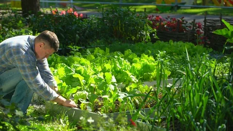 Male farmer man checking quality of fresh green lettuce salad dill in garden Stock Footage 101300589