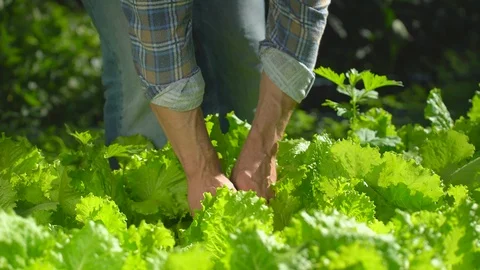 Male farmer man checking quality of fresh green lettuce salad dill in garden Stock Footage 101301219