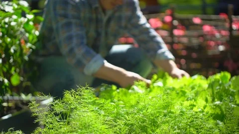 Male farmer man checking quality of fresh green lettuce, salad, dill in garden Video stock 101305642