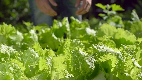 Male farmer man checking quality of fresh green lettuce salad dill in garden Stock Footage 101310712