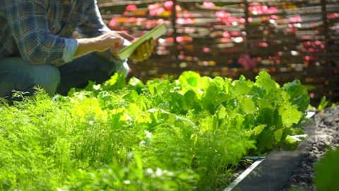Male farmer man using digital tablet computer, technology checking quality of Stock Footage 101306121