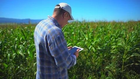 Male farmer man using digital tablet computer, technology in corn field Stock Footage 101307332