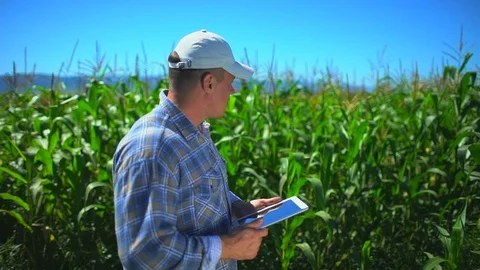Male farmer man using digital tablet computer, technology in corn field Stock Footage 101307440