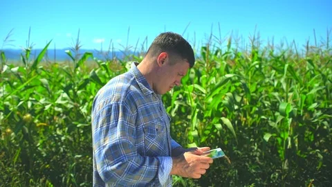 Male farmer man using digital tablet computer, technology in corn field Stock Footage 101307587