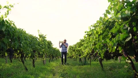 Male farmer or winemaker is walking in the middle of vine carrying white grapes Stock Footage 210225459