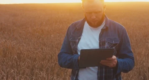 Male farmer with portable tablet computer in wheat field using specialized app Stock Footage 78494877