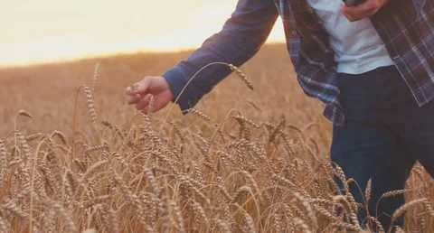 Male farmer with portable tablet computer in wheat field using specialized app Stock Footage 78495010