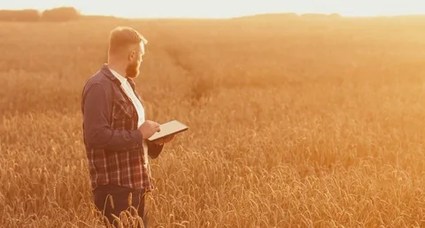 Male farmer with portable tablet computer in wheat field using specialized app Stock Footage 78496832