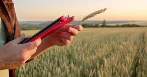 Male farmer with portable tablet computer in wheat field Stock Footage 201490967